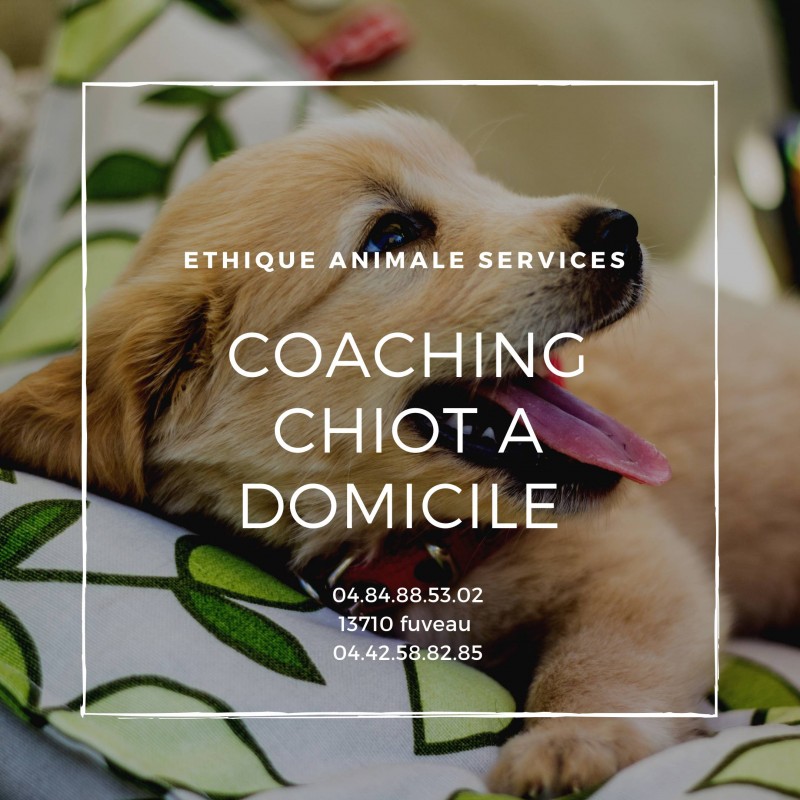 Education canine Ethique animal services à Fuveau pension pour chiens et chats