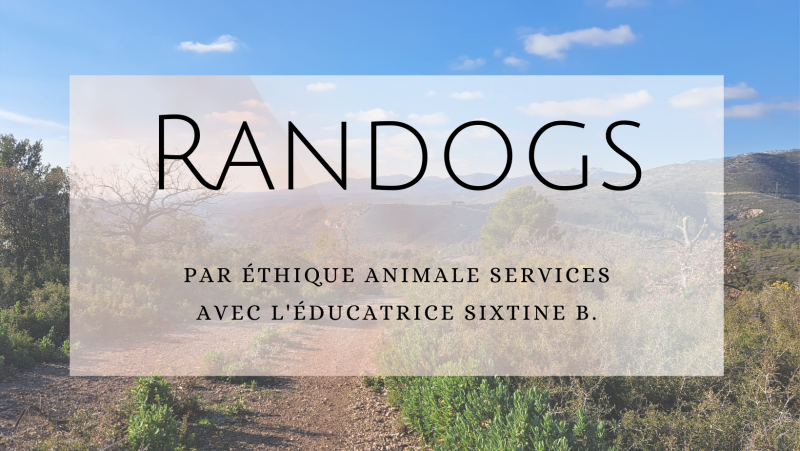 randogs randonnées canine provence paca ethique animale services fuveau